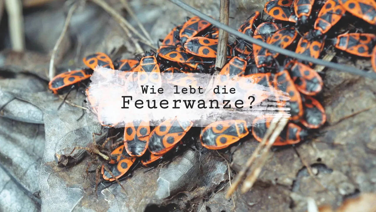 Feuerwanzen