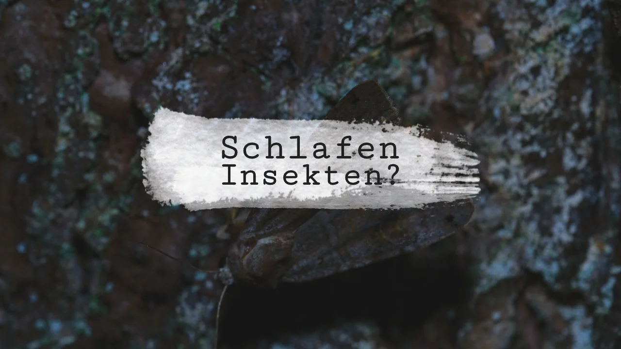 Schlafen Insekten?