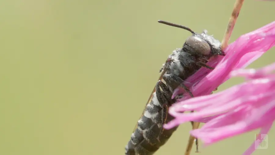 Wildbiene hängt schlafend an einem Grashalm