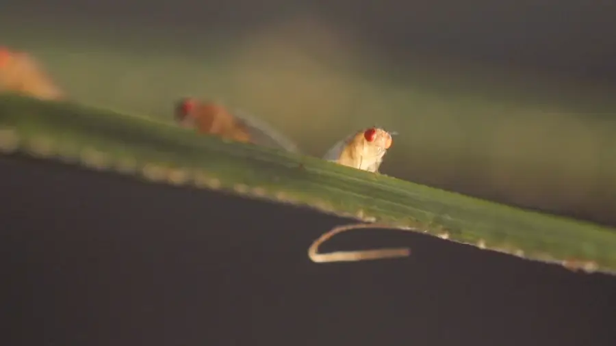 Honigbiene im Bienenstock