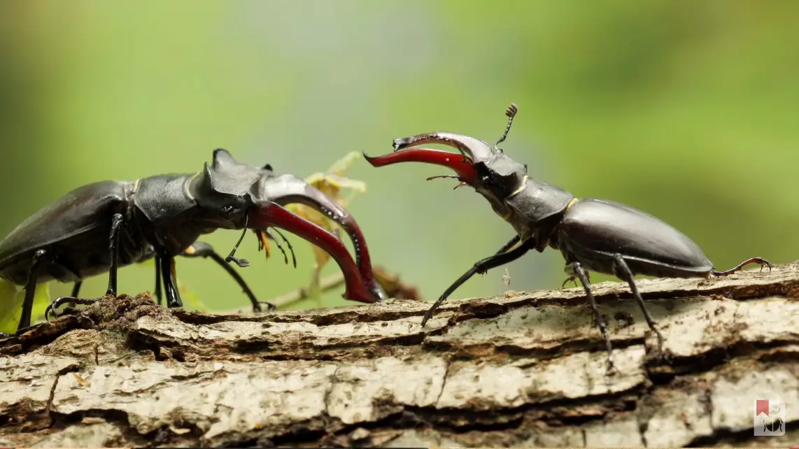 Platzhalter: Insekten in ihrer natürlichen Umgebung