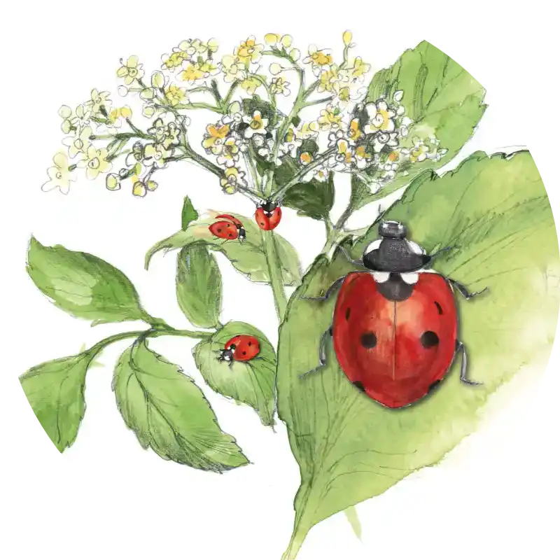 Siebenpunkt Marienkäfer – Quartett-Illustration