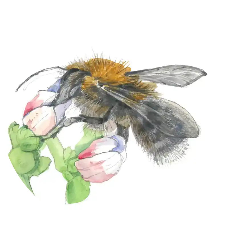 Baumhummel – Quartett-Illustration