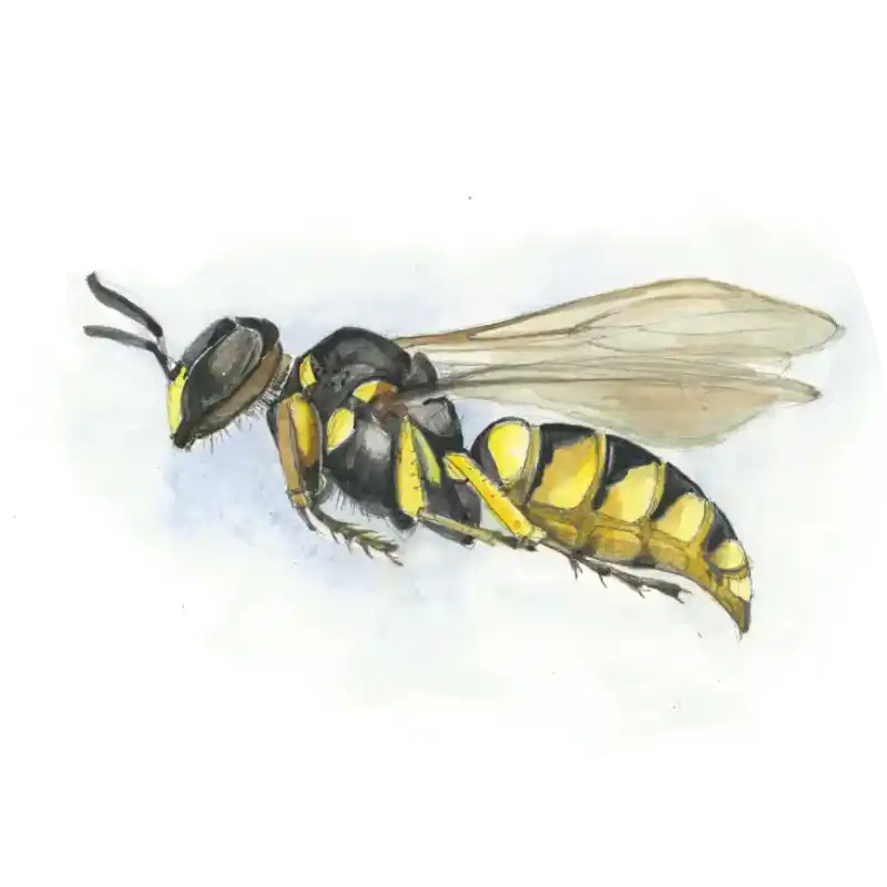 Bienenwolf – Quartett-Illustration
