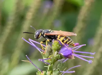 Bienenwolf