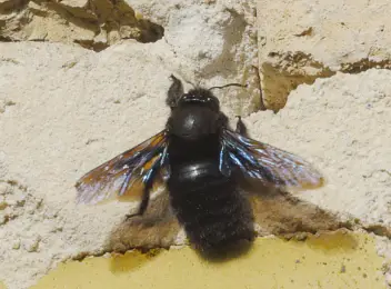 Blaue Holzbiene