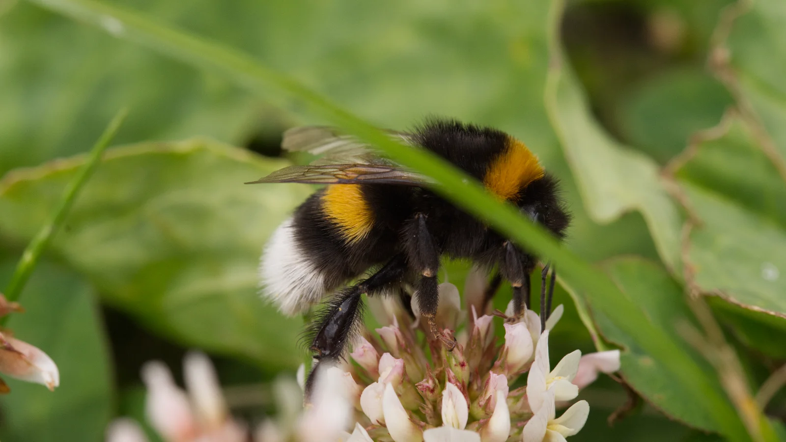 Dunkle Erdhummel