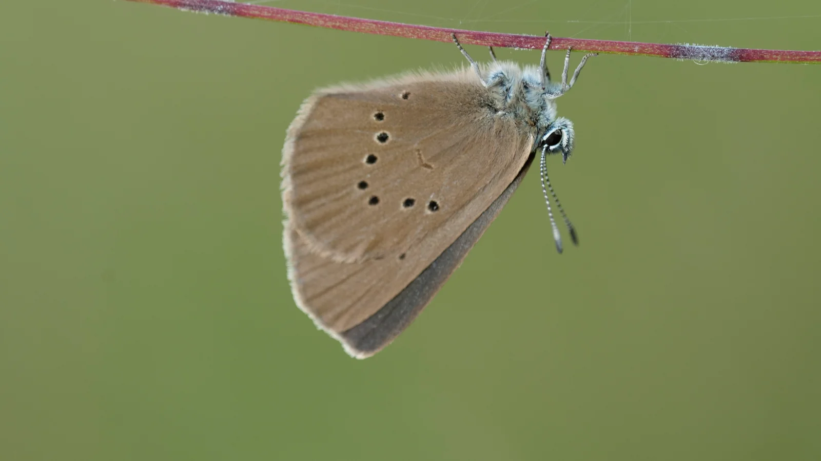 Dunkler Wiesenknopf-Ameisenbläuling