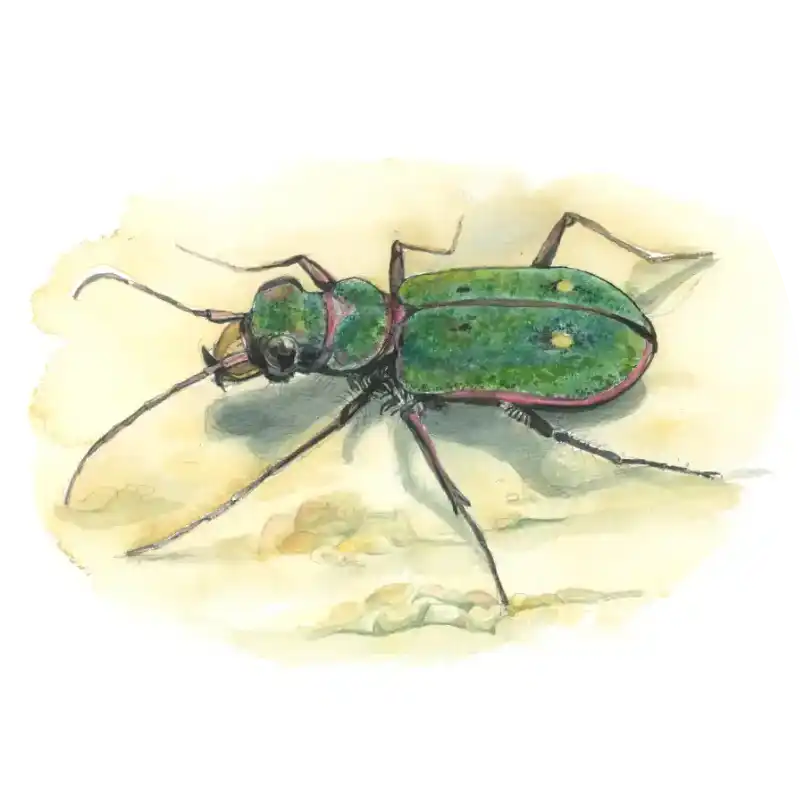 Feld-Sandlaufkäfer – Quartett-Illustration