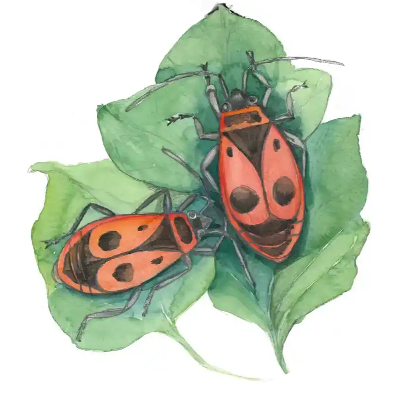 Feuerwanze – Quartett-Illustration