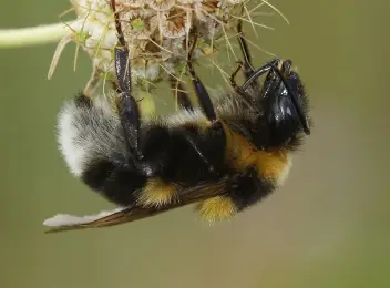 Gartenhummel