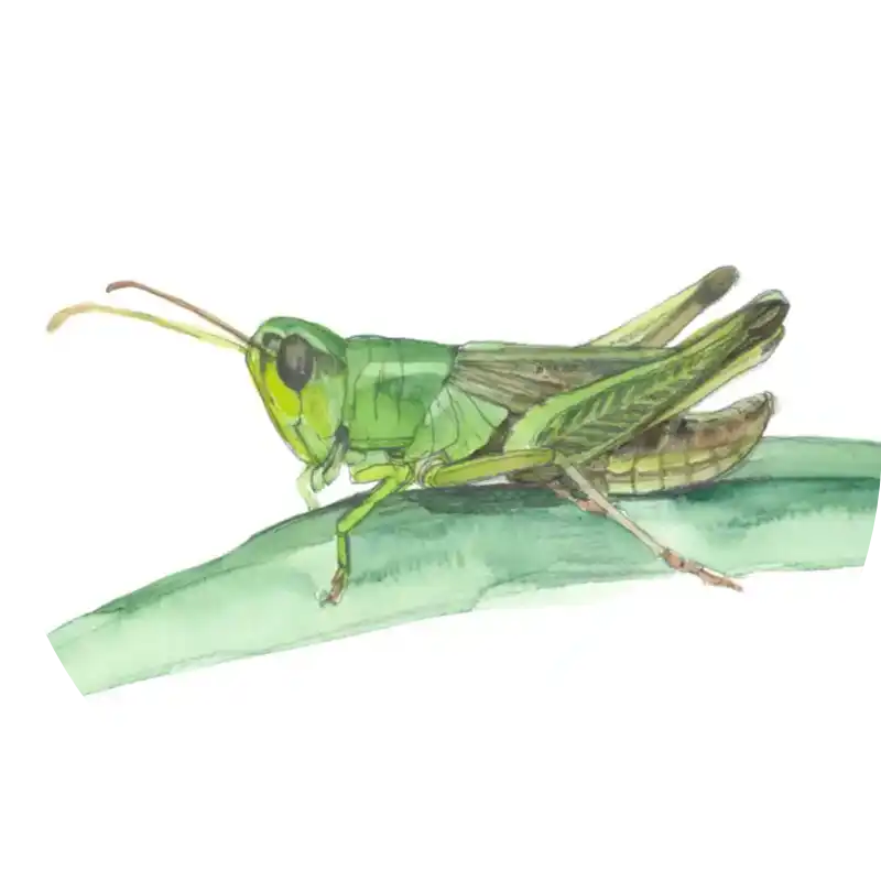 Gewöhnlicher Grashüpfer – Quartett-Illustration
