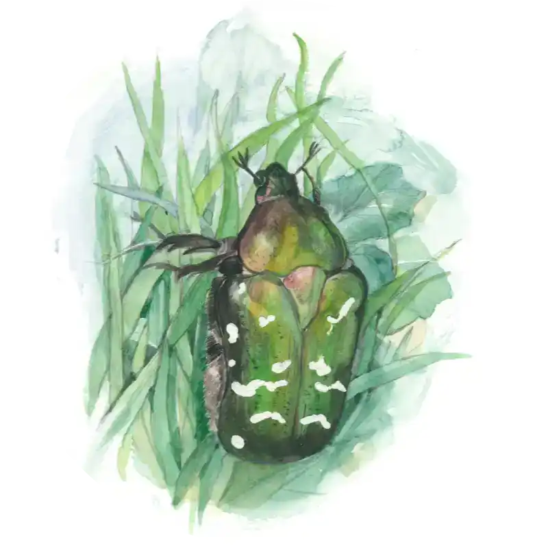 Goldglänzender Rosenkäfer – Quartett-Illustration