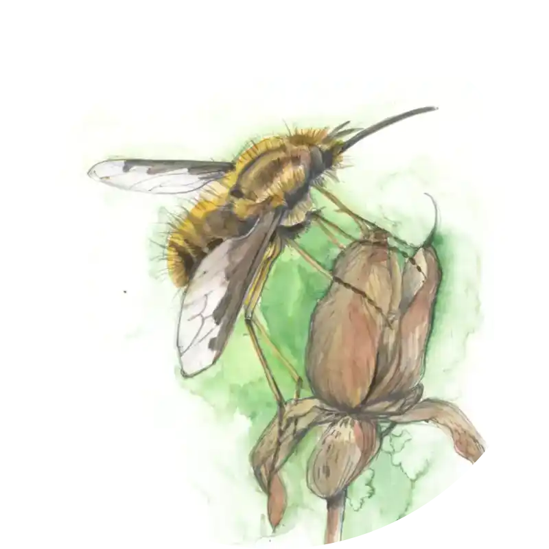 Großer Wollschweber – Quartett-Illustration