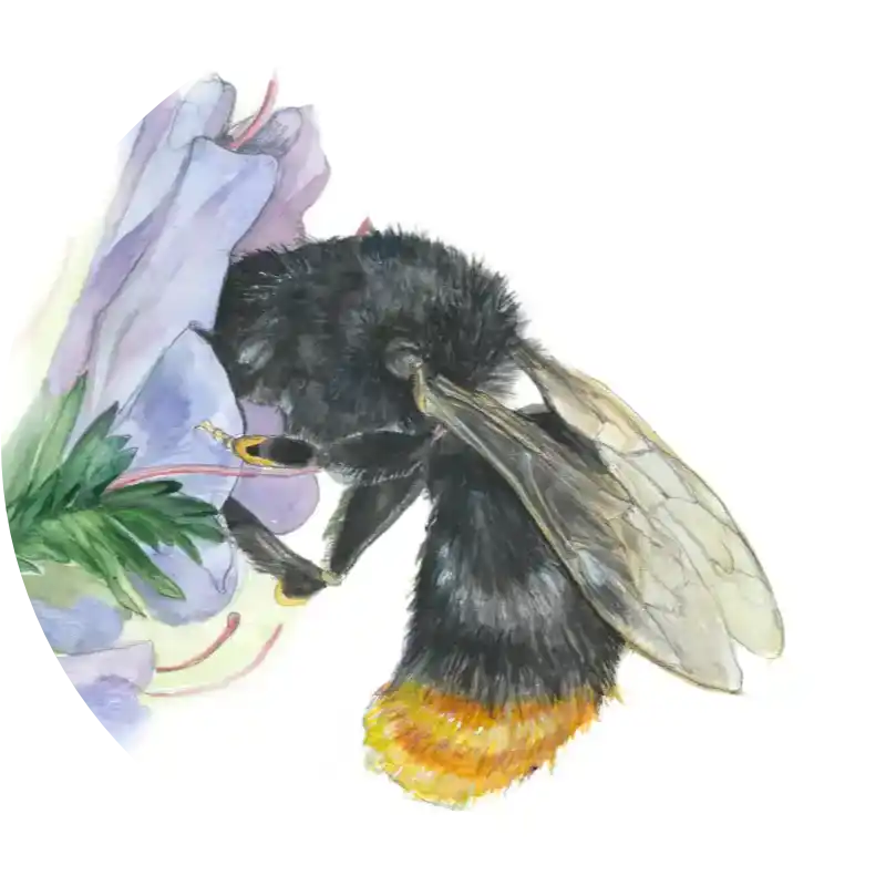 Steinhummel – Quartett-Illustration