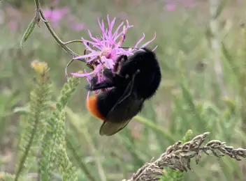 Steinhummel