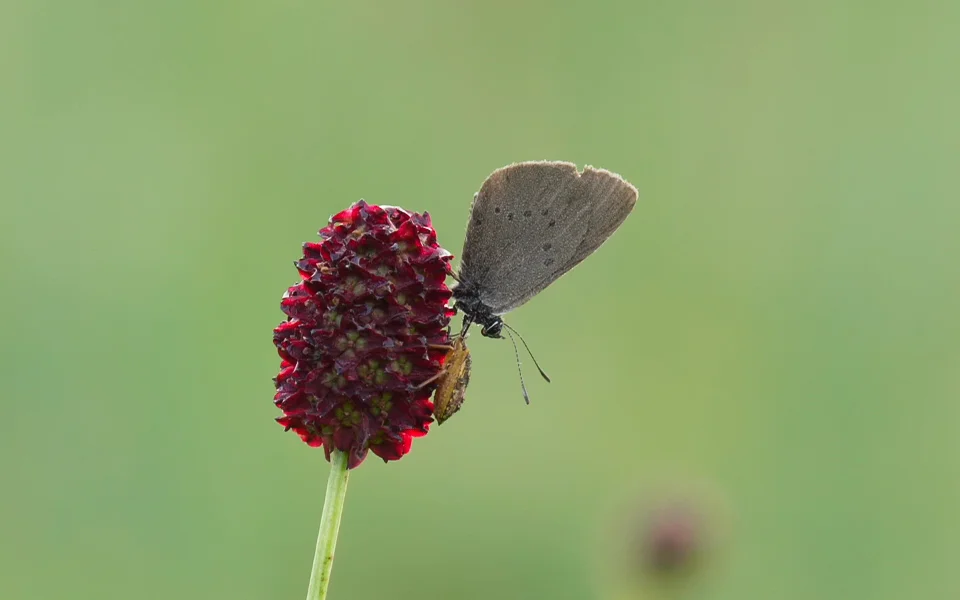 Filmstill aus Der Dunkle Wiesenknopf Ameisenbläuling