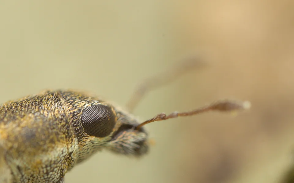 Filmstill aus Insekten Sind So Viel Mehr