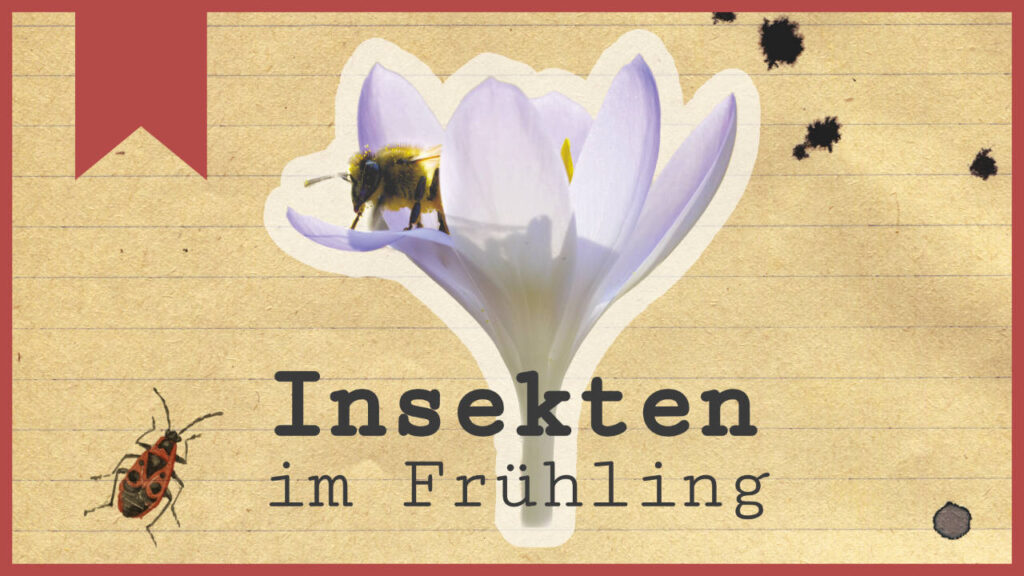 Insekten Im Frühling Die Frühaufsteher Insecticon Filme
