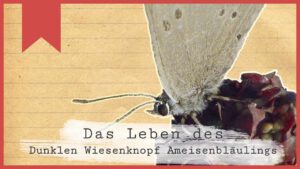 DWKAB-Cover