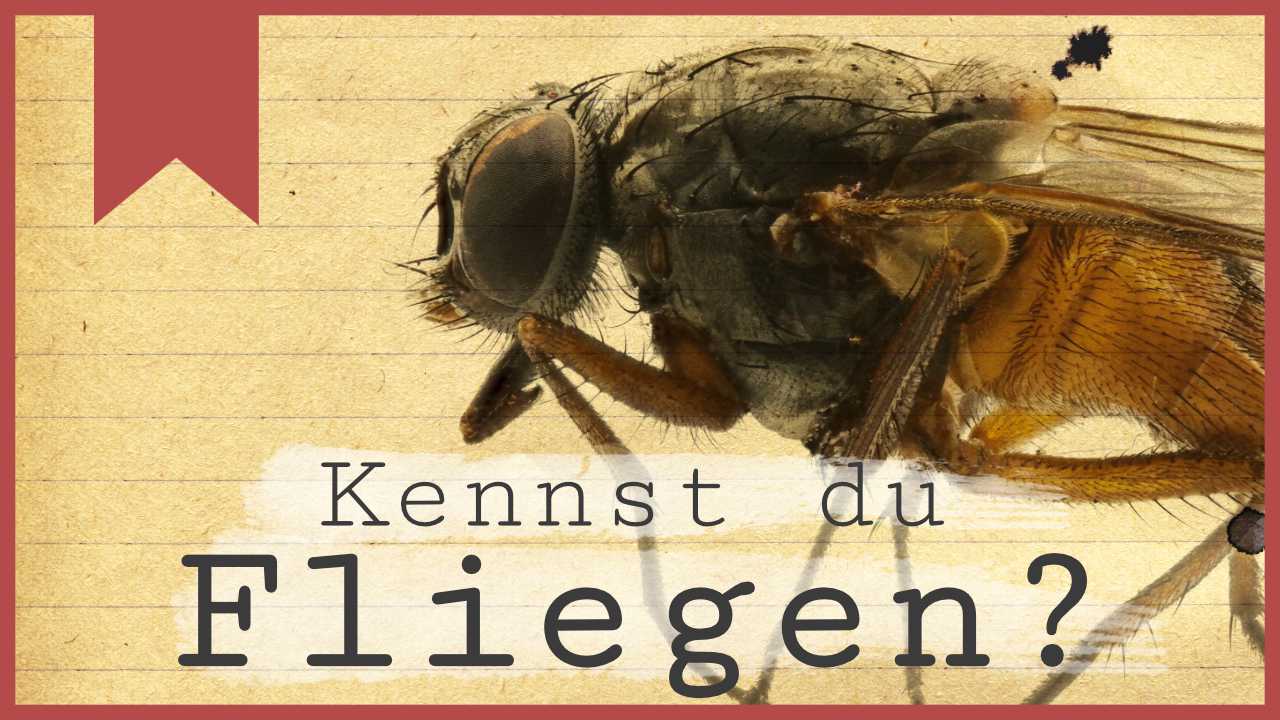 Kennst du Fliegen?