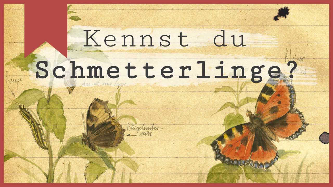 Kennst du Schmetterlinge?