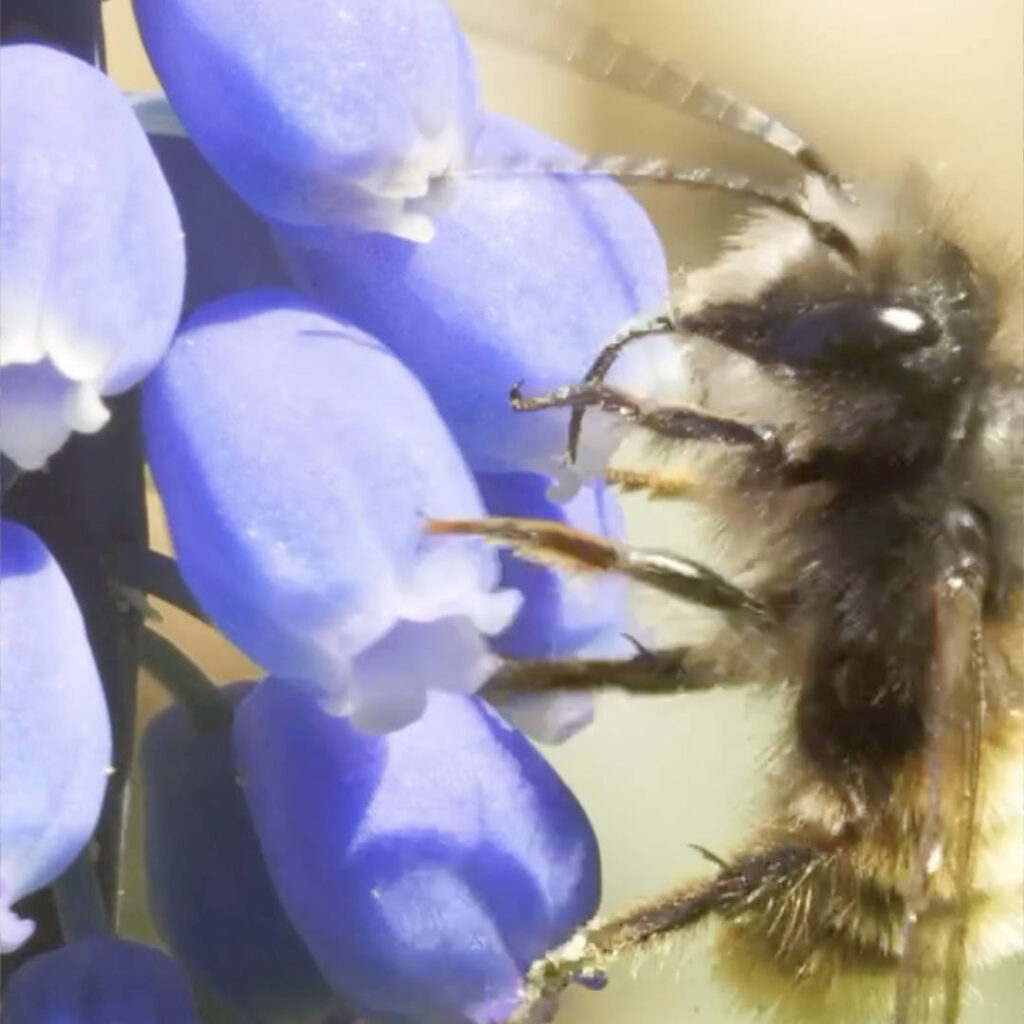 Insekten im Frühling. Insecticon