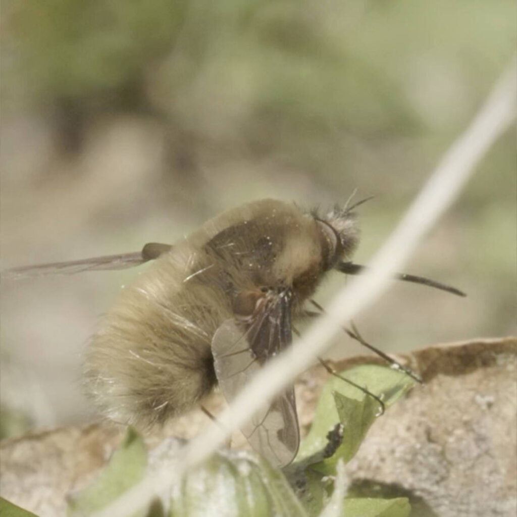 Insekten im Frühling. Insecticon