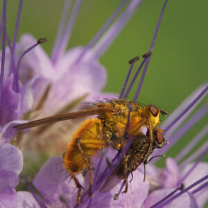 00Gelbe Dungfliege (Scathophaga stercoraria)