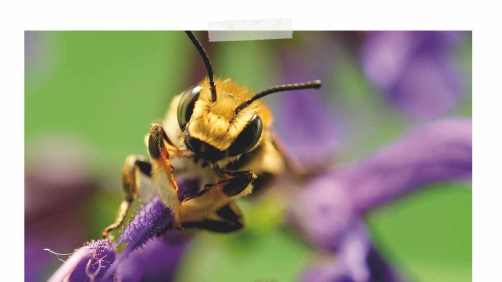 Männchen: Garten-Blattschneiderbiene (Megachile willughbiella)