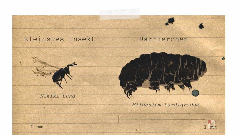 Links: Kleinstes Insekt der Welt mit 0,139 – 0,240 mm / Rechts: Bärtierchen mit 0,5 mm