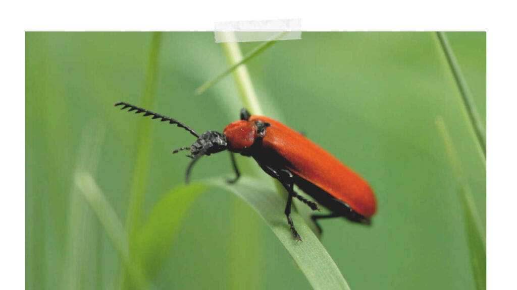 Scharlachroter Feuerkäfer (Pyrochroa coccinea)