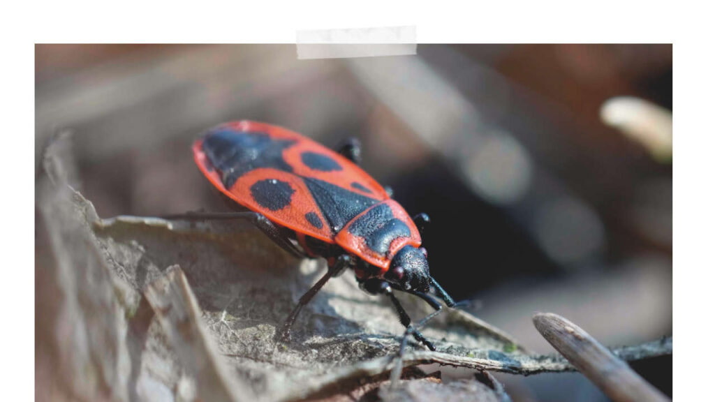 Gemeine Feuerwanze (Pyrrhocoris apterus)