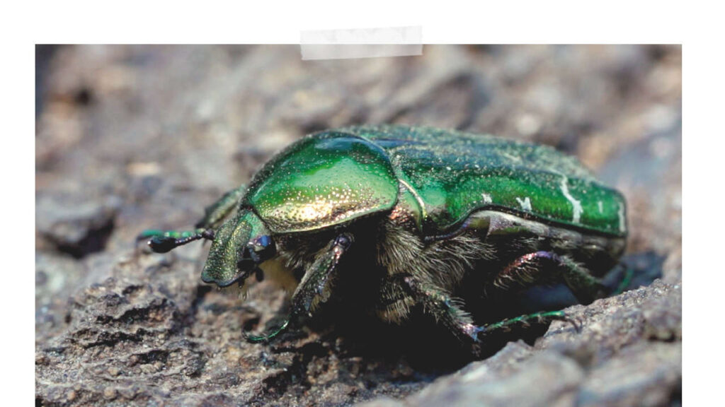 Goldglänzender Rosenkäfer (Cetonia aurata)