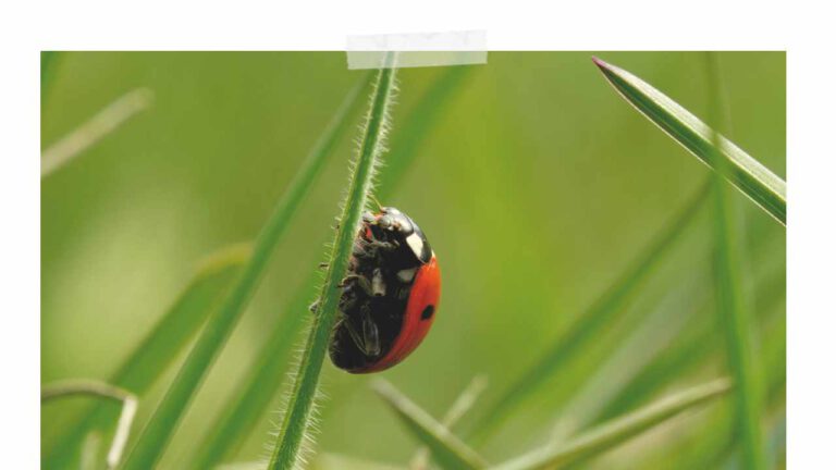 Wie alt können Marienkäfer werden? - Insecticon