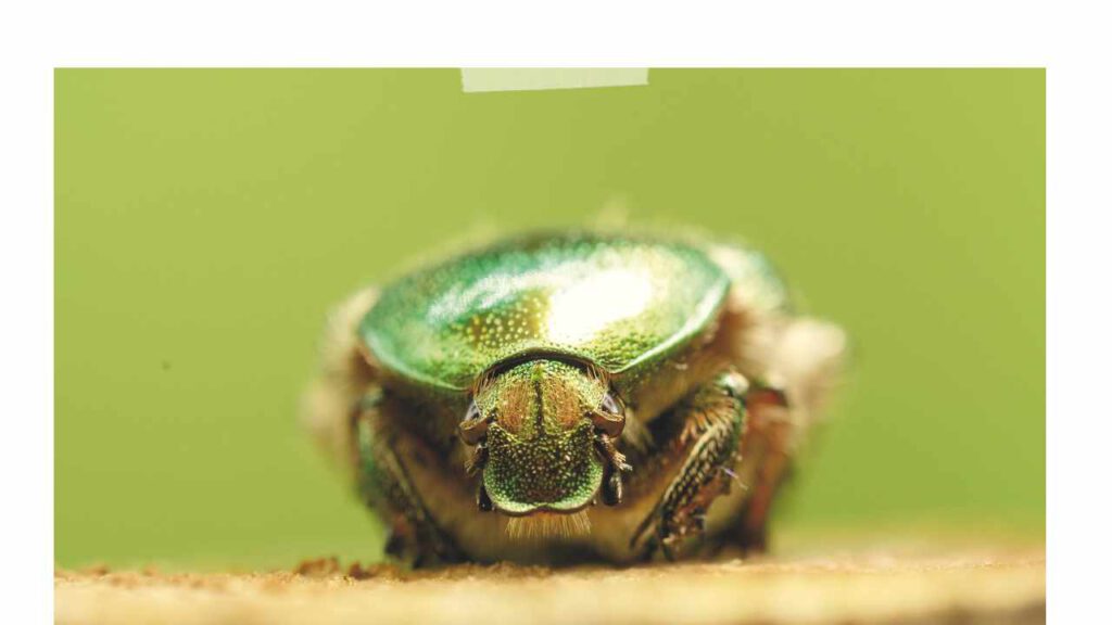 Goldglänzende Rosenkäfer (Cetonia aurata)