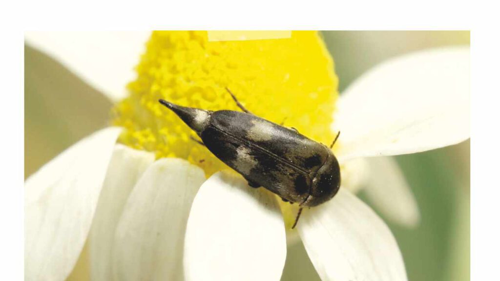 Gebänderter Stachelkäfer (Variimorda villosa)