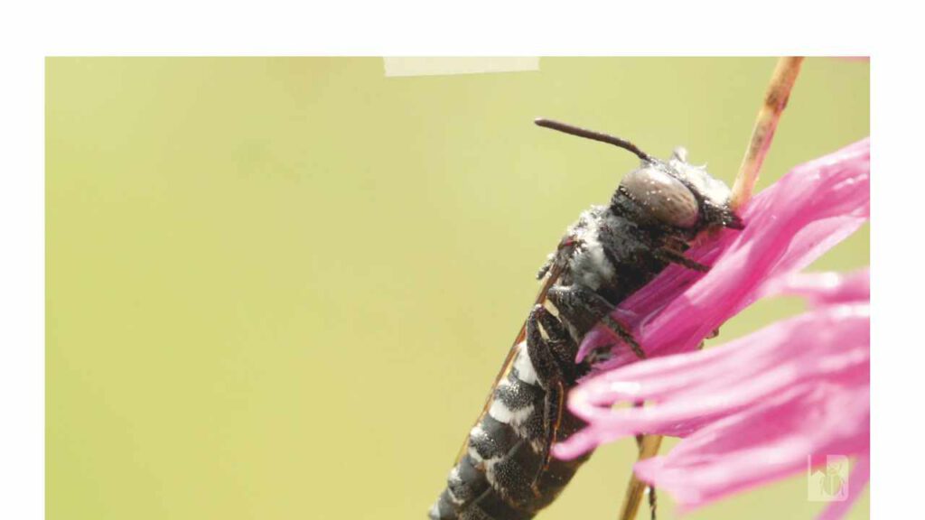 Wildbiene schläft an einem Grashalm