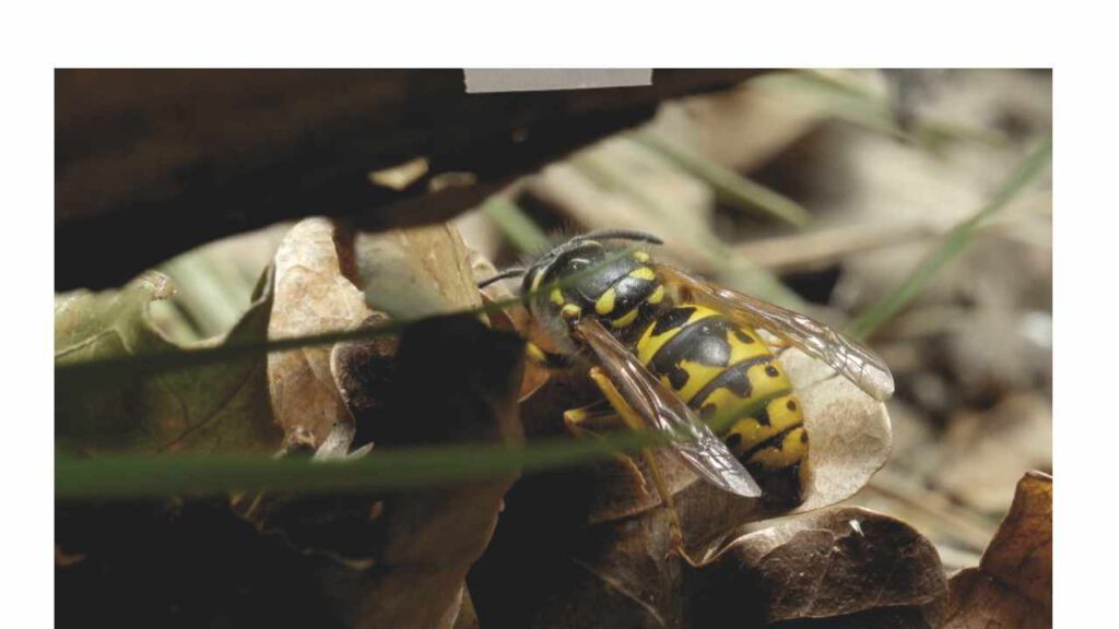 Wespe (Vespinae)