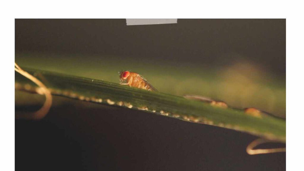 Fruchtfliege (Drosophilidae)