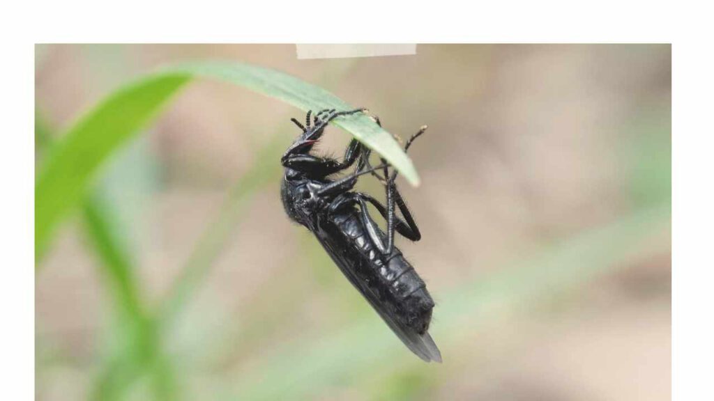 Märzfliege (Bibio marci)