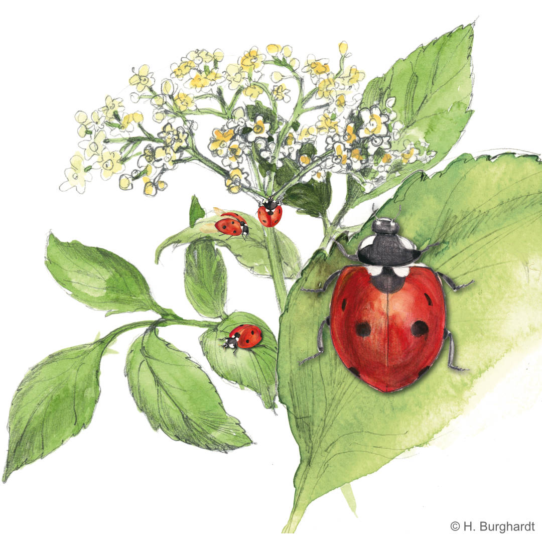 7P-Marienkäfer