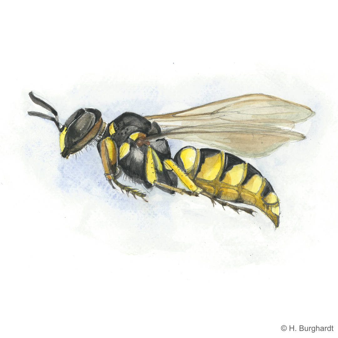 Bienenwolf