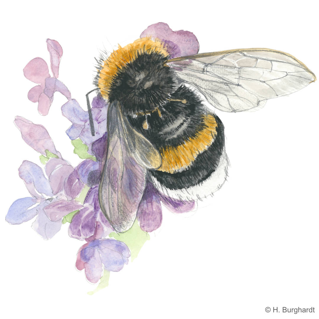 Erdhummel