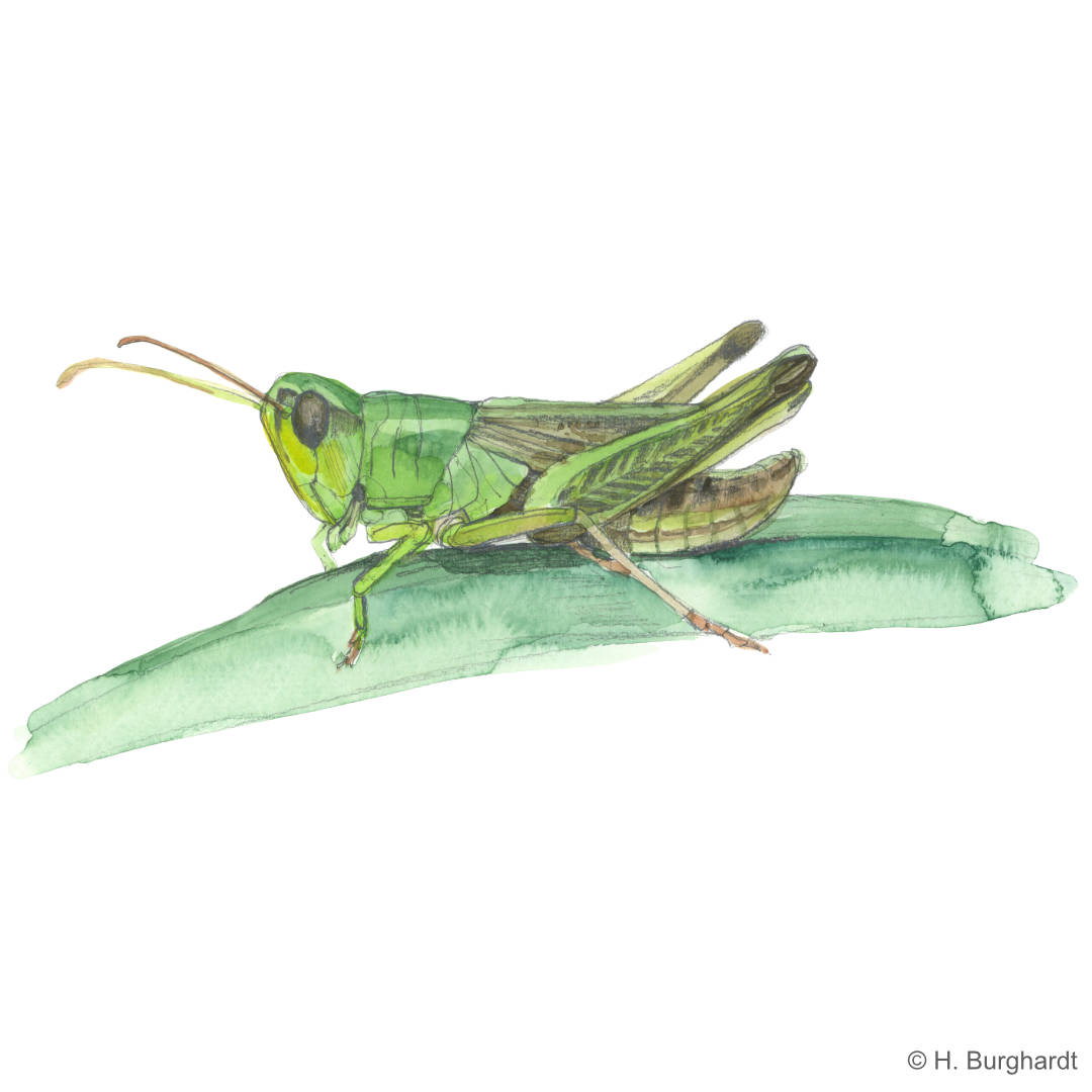 GemGrashüpfer