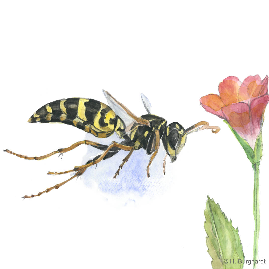 HausFeldwespe