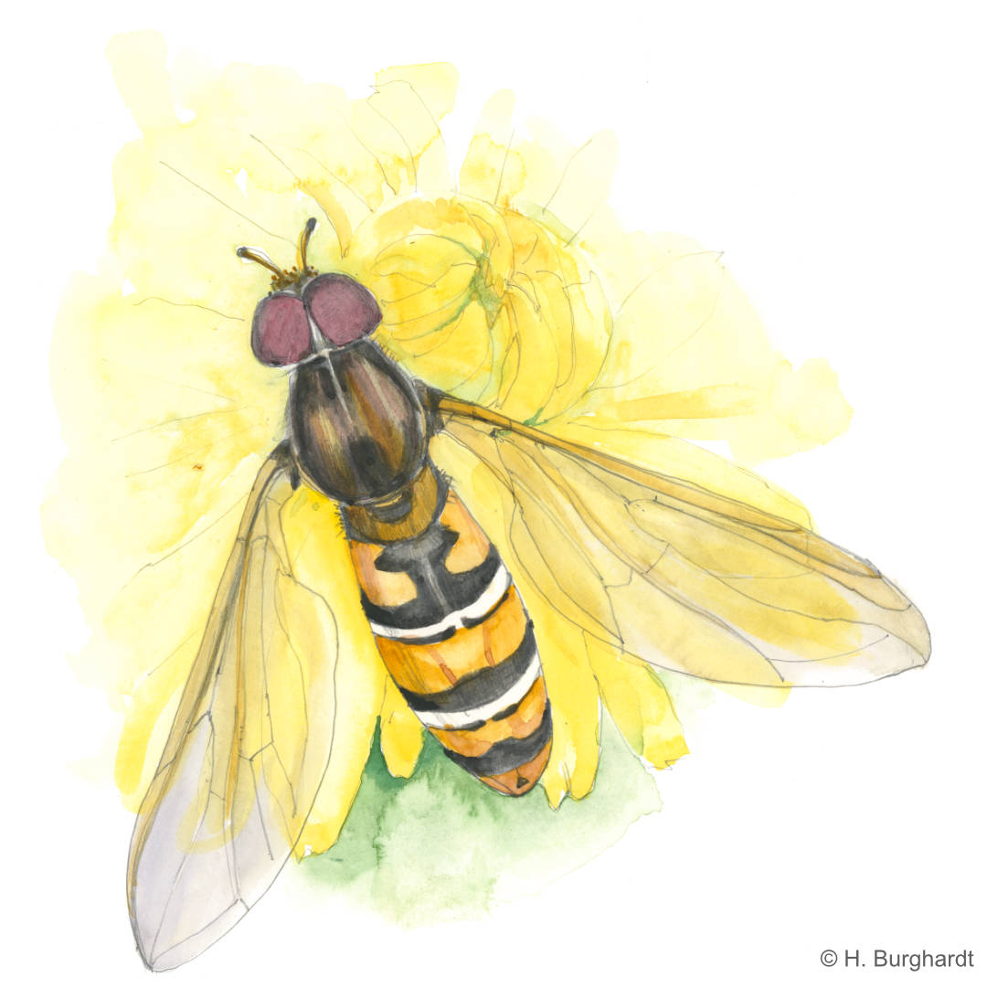 HeinSchwebfliege