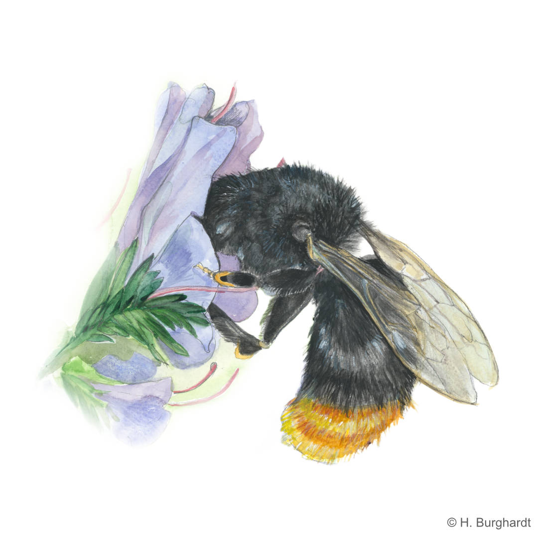 Steinhummel2